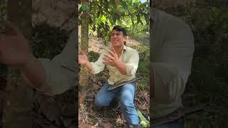 Clavando puntillas para tener más Aguacates #viralvideo #agricultura #parati #aguacate