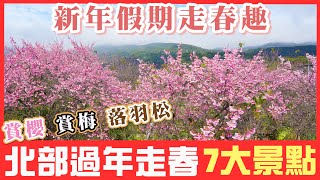 2023 新年假期走春趣 I 北部7個走春景點分享 I  過年必去的賞花景點 即將滿開~!!! I 賞櫻、賞梅、落羽松