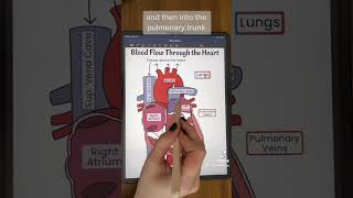 Basic Blood Flow Through the Heart  | TEAS and MCAT Review #shorts #anatomy