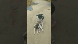#shortvideo #viral #vlog #myfirstvlog #dog #cutedog #funnydog #funny #tikivideos #indiandog 🥰😔🐕