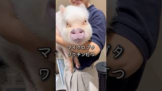 マイクロブタ ワクチン打たれる #piggy #micropig #アニマルカフェ #マイクロブタ #minipig #animals #ペットのいる暮らし #マイクロブタのいる暮らし