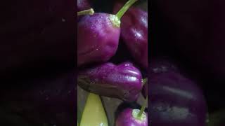 Pachamulak | chilly harvesting 😀