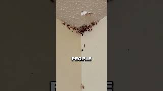 NEVER SMASH A COCKROACH!🪳