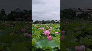 上野公園🪷圧巻の蓮と浄化の鈴の音♪#上野公園　は、日本の　#パワースポット #芸術 #動物 #木々 #噴水 #なんでもござれ #上野公園が熱い♡ #JAPONISM