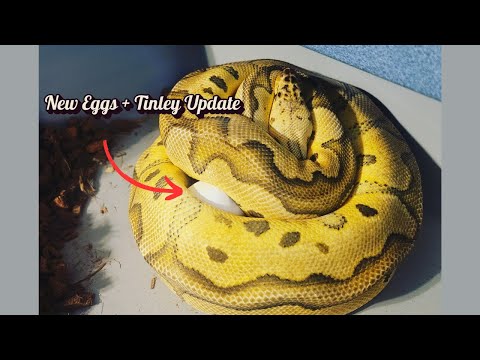 Latest Clutch + Tinley Park Expo Updates