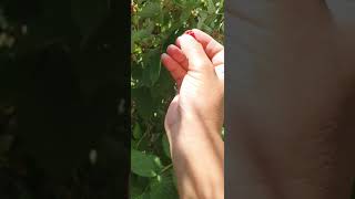 摘树莓做树莓酱。