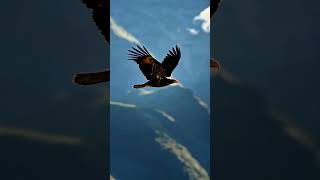 "Master of the skies. Spirit of the Wild."#SpiritOfTheWild #SlowMoAnimals #EpicNature