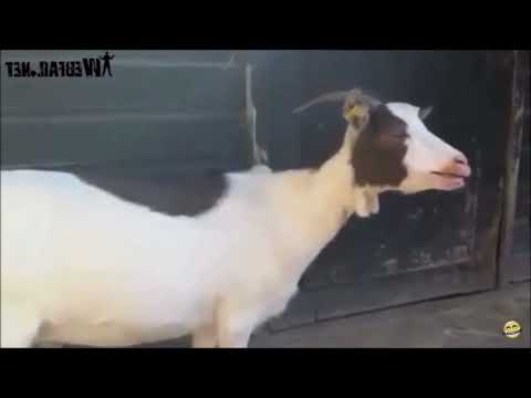 Funny goats scream