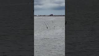 東石六腳出海口