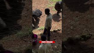 Tacugama chimpanzee sanctuary #indianinafrica #africatour