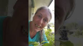 Bay Leaf substitute! Lemon Myrtle #australiannatives