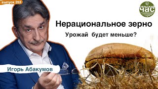 Нерациональное зерно. Сельский час #253 (Игорь Абакумов)