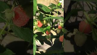 黄金覆盆子（树莓）golden Frambozen#berries