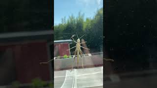 #tupac #buglife