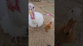 🎵help me Rhonda, help help me Rhonda #bffs #petducks #petturkey #duckdad #farmanimals #wholesome