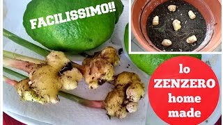 ZENZERO IN VASO | Come piantare lo zenzero sul balcone | GINGER PLANT HOMEMADE