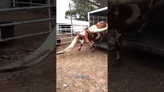 "The kid said, 'Is this a cow or some kind of magic?' 🤯🐂"