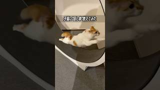 生後2ヶ月の子猫に"回し車"教えてみた結果…。 #猫 #cat  #shorts