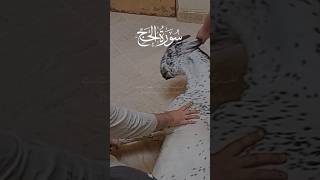 Surah Hajj Urdu Translation قربانی کا حکم #qurbanistatus #shortsviral #ytshorts #quran #islamic