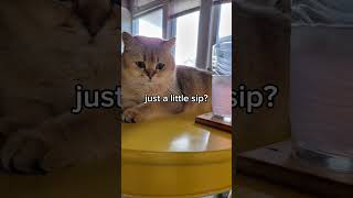 my cat wants mountain dew spark #cat #britishshorthair #catvideos #funnycats #catmemes