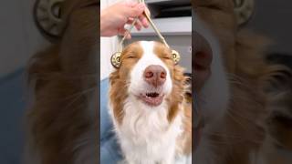 マッサージに沼る犬達が可愛すぎる😂♡【ボーダーコリー・オーストラリアンシェパード】#shorts