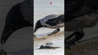 Thirsty crow #moralstories #creativelearning #clevercrow #subscribe #shorts
