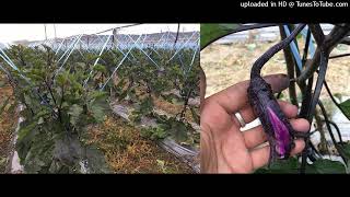 【茄子】2022.05.12-茄子母花著果比公花狀況差，開花時也是長花柱花，為何授粉率差(附圖)