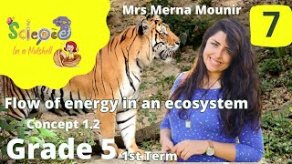 Science_Grade5-Junior 5-Concept 1.2-1stTerm-Flow of energy in an ecosystem-v7