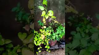 Rose plant 🌹#daliyvlog #flowers #shortvideo #garden