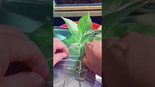 Propagate Golden Pothos in Aquarium ❤️🌱🌱🌱 #shorts