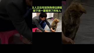主人正在吃饭狗狗旁边蹲着接下来一慕看哭了所有人