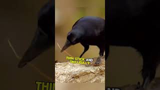 This Clever Crow Impresses Scientists by Using Tools to Catch Prey #shortsvideo #shortsfeed #shorts