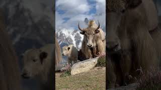 Female Yak with it's Baby..                     #hunzavalley #mountainsurvival #travel #nature