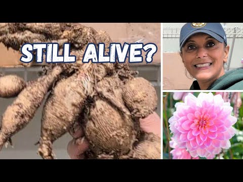 Overwintering Dahlia Tubers Canna Calla Lilies | How They Are Doing || Budget Gardening