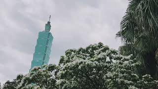 台北市政府周邊的流蘇  #流蘇#桑葚