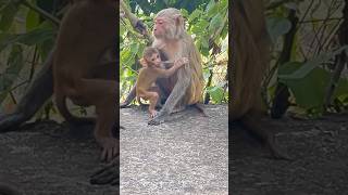 Brave Monkey Mom 🐵❤️#monkey #monkeymom #bandar #feed #animals #shorts