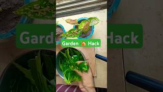 Garden 🏡 Hack 💫 #garden #tree #green  #diy Remove 🐝 insect from tree