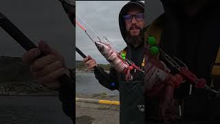 Catching Monsters 🇳🇴#norway #shortsvideo #shorts #fishingshorts