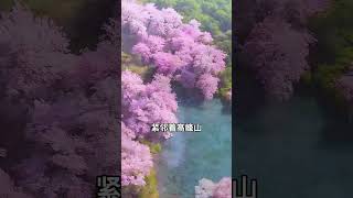 （上集）全世界最大的櫻花園竟然藏在貴州 #平壩櫻花 #旅行推薦官 #帶你看風景#景點 #景點推薦 #大美中國 #旅行 #櫻花