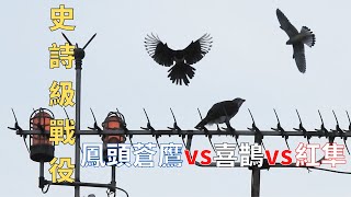 喜鵲紅隼聯合攻打鳳頭蒼鷹｜Crested Goshawk vs Magpies vs Kestrel｜不可思議的2022最「鳥」事｜(潭子區，2022/11/25)
