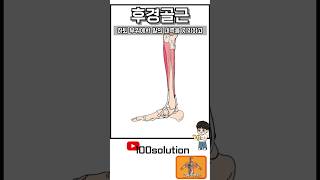 #근육해부학 #후경골근 #발바닥 #발아치 #평발 #요족