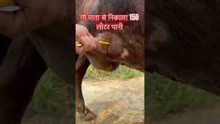 Hydroallantois l dr Umar Khan