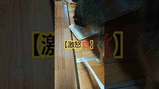 激怒する犬🐶💢 #チワワ #犬のいる暮らし #キレる