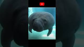 Animaux drôles et mignons #48 🐶🐖🐬 Bêtiser animal
