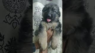 German shepherd puppies for sale - 70958 00687
