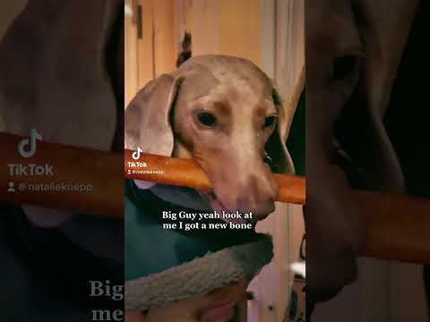 #dachshund #dachshundlover #dogmom #dogbone #dachshundmix #wienerdog #nycdogs #nyclifestyle