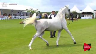 N.58 MAHDER AL JAMAL - Chantilly 2017 World Cup - 4/6 Years Old Stallions (Class 9)