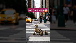 Ducklings Take Over the City. #animalrescue #rescuevideo #animals #ytshorts #shorts #duckrescue