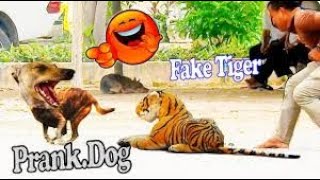 Troll Prank dog & Big Box VS Prank Dog - fake Lion and Fake Tiger Prank To dog | Troll Videos Prank