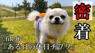 密着!!#7 ある日の休日チワワ